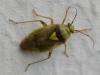 Lygus sp.